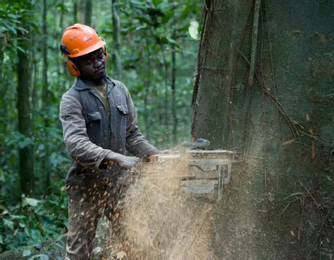 The Consequences of Deforestation on Indigenous Peoples in Central ...