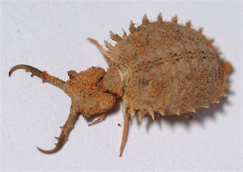 Life-history of an Owlfly - The Australian Museum