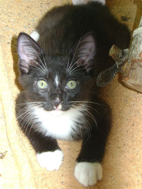 "Tux Manx" a neutered male tuxedo Manx kitten