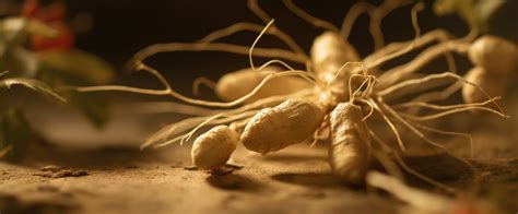 American Ginseng: A Journey Through Its Nutritional Riches, History, and Captivating Facts | Codeage