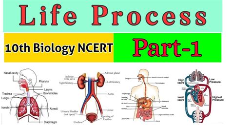 Life Processes (chapter-6 Part-1) How to check someone ( living being) is alive or not? - YouTube