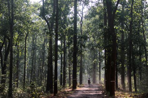 Chhattisgarh’s Adivasis Are On 300-Km March To Save The Hasdeo Forests, Latest In A Decade-Long ...