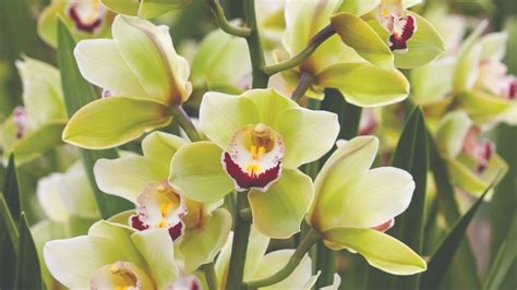 Gallup & Stribling Orchids (gallupstriblingorchids) - Profile | Pinterest