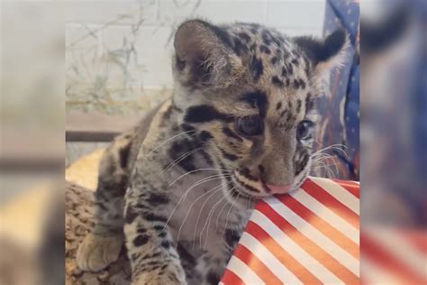 Clouded leopard cub at Nashville Zoo tears through presents in adorable ...