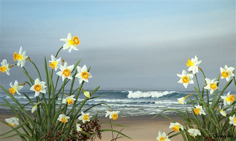 Shoreline Daffodils - The Jeffrey Hull Gallery - Original Paintings ...