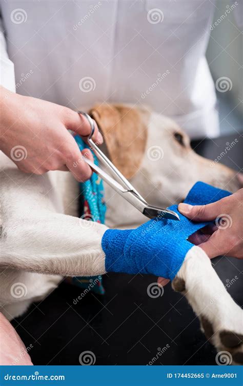 Dog Taking Care of Injured Dog Stock Image - Image of equipment, hurt: 174452665