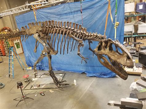 GIGANOTOSAURUS FULL SKELETON ON STEEL FRAME, FOUND IN ARGENTINIA FROM THE LATE CRETACEOUS PERIOD ...