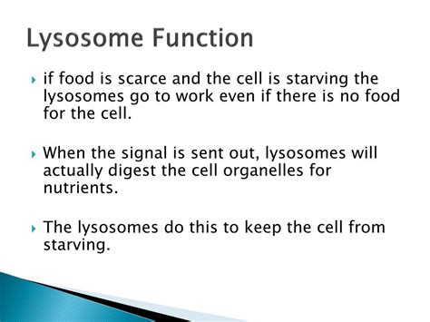 PPT - Lysosomes And Vacuoles PowerPoint Presentation, free download - ID:2045124