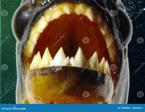 Piranha - Teeth Closeup Royalty Free Stock Image - Image: 1383006