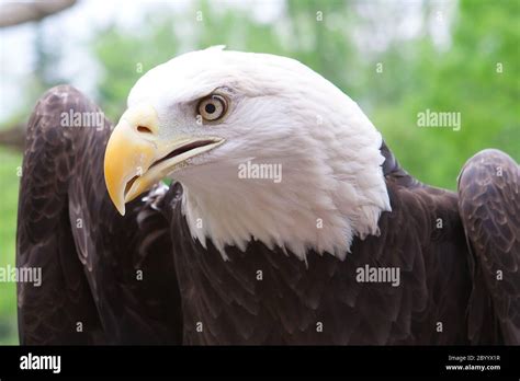 American Bald Eagle close up Stock Photo - Alamy