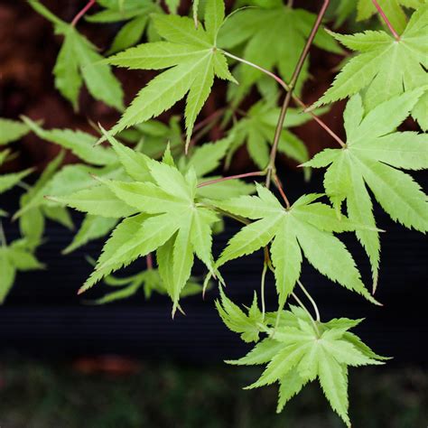 Japanese Maple Tree Leaf Identification