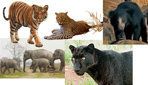 The Big 5 of the South Indian Jungle Safari