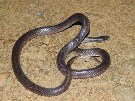 Greater black krait - Facts, Diet, Habitat & Pictures on Animalia.bio