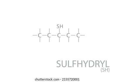 Sulfhydryl Molecular Skeletal Chemical Formula Stock Vector (Royalty Free) 2155720001 | Shutterstock