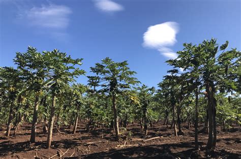 Kahuku Farms - Hawai'i Agricultural Foundation