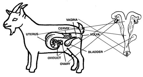 and 4: Parts of Female Reproductive System of Goat The endometrial... | Download Scientific Diagram