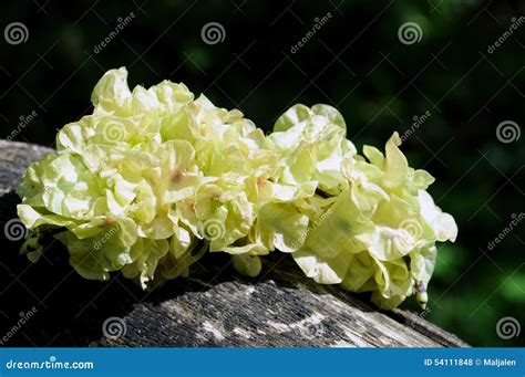 Elm tree seeds stock photo. Image of flora, ulmus, spring - 54111848