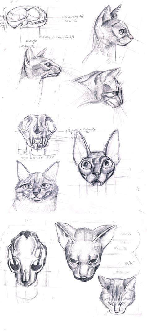 anatomy of the cat's head by sofmer on DeviantArt