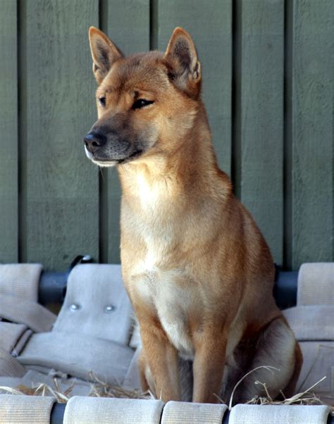 New Guinea Singing Dog - Temperament, Lifespan, Shedding, Puppy