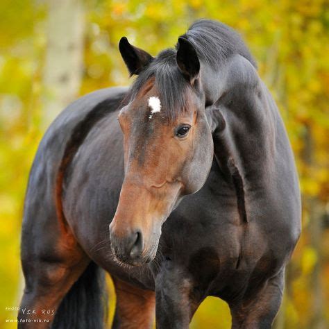 Beautiful seal bay ^^ | horses | Bay horse, Horses, Beautiful horses