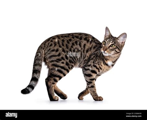 Cat looking over shoulder walking Cut Out Stock Images & Pictures - Alamy