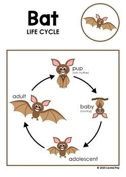 bat life cycle printable - Large Nations Binnacle Portrait Gallery