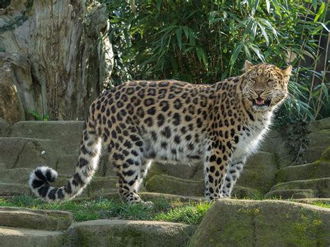Amur leopard - Wikipedia