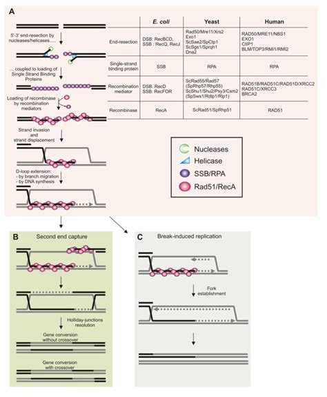 Early Steps of Homologous recombination during double-strand break... | Download Scientific Diagram