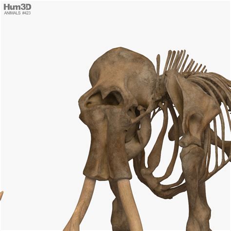 Mammoth Skeleton 3D model - Animals on Hum3D