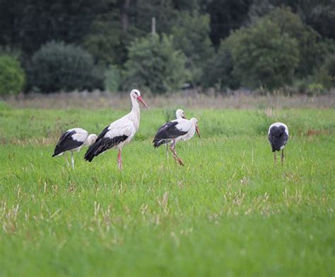 Migrating White Storks on a Tree Stock Photo - Image of migration ...