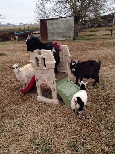 Goat Toys! How To Make Toys That Are Perfect For Your Goats! - Page 2