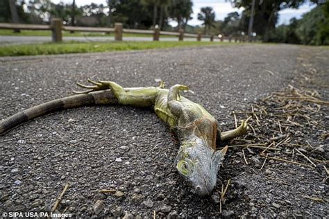 Frozen iguanas fall from trees in Florida as temperatures drop and ...