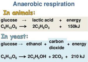 Differentiate Between Aerobic and Anaerobic Respiration - CBSE Class ...