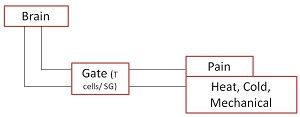 Gate Control theory