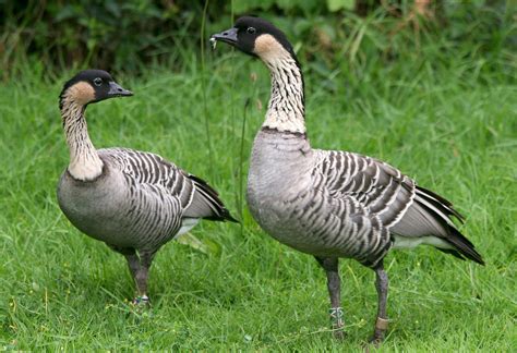 The Nene - Hawaii’s State Bird - Private Tours Hawaii : Personalized - Customized - Private ...