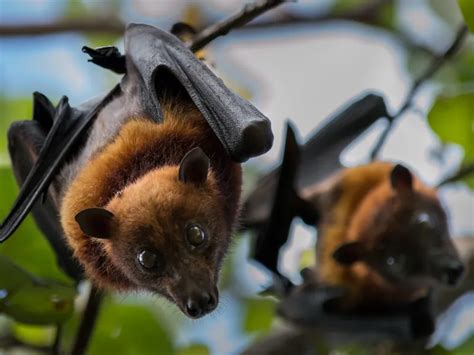 Two Fruit Bats hanging from a tree | Smithsonian Photo Contest | Smithsonian Magazine