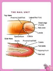 51A Milady 2012 Chapter 9 Nail Structure and Growth Flashcards | Quizlet