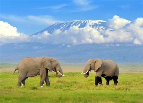 Amboseli National Park - Safari World