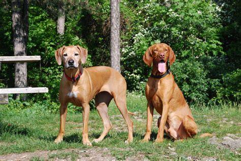 What are some Dogs Similar to a Rhodesian Ridgeback?