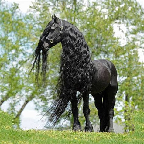 Black Friesian horses are majestic. | Friesian horse, Most beautiful horses, Beautiful horses