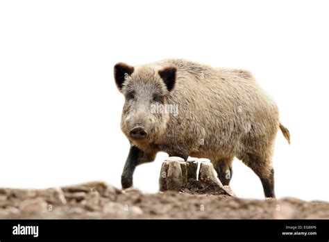 wild hog looking at camera, isolation over white background Stock Photo ...