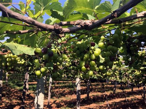 Grape Farm Kambam TrampTraveller