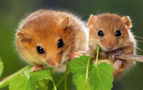 Dormice: Britain's sleepiest, and most charming little creatures