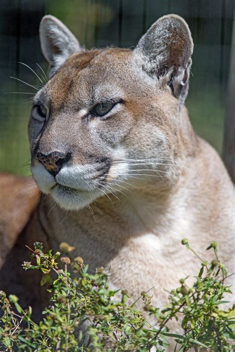 Florida Panther • Florida Wildlife Federation