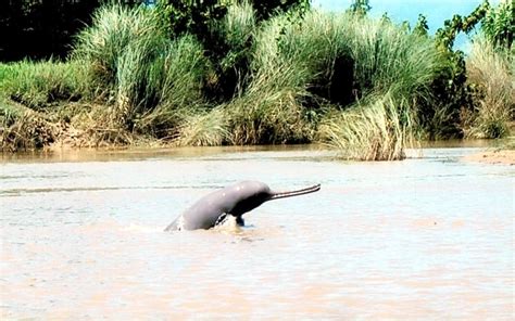 Ganges River Dolphin – "OCEAN TREASURES" Memorial Library