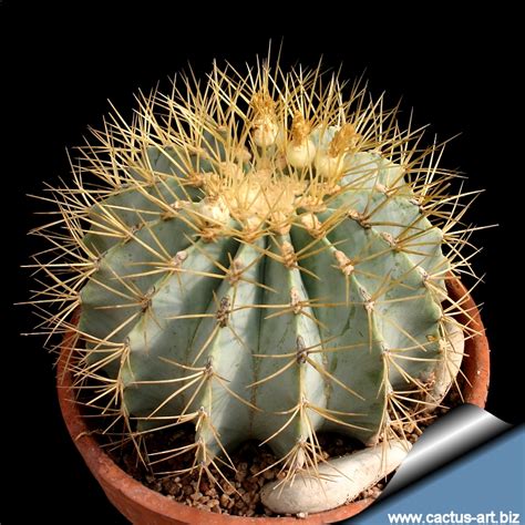 Ferocactus glaucescens