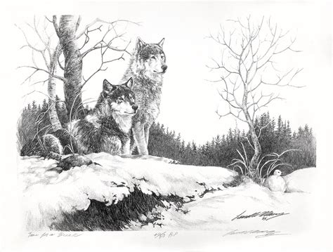 WOLF Wolves pencil drawing Limited Edition Original Artist Signature Wildlife | eBay