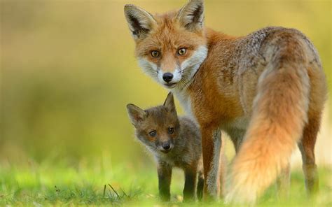 HD wallpaper: Animals close-up, fox, cub, look back | Wallpaper Flare