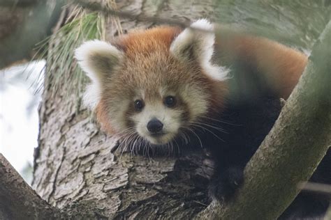 Adorable new pictures of red panda cubs at Paignton Zoo | ITV News West Country