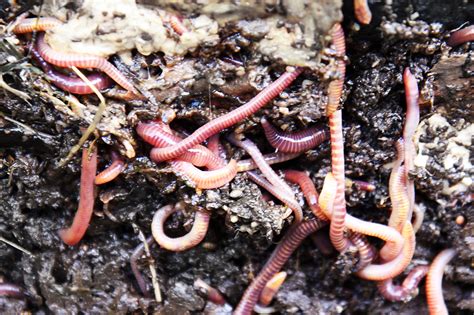 Earthworms Free Stock Photo - Public Domain Pictures